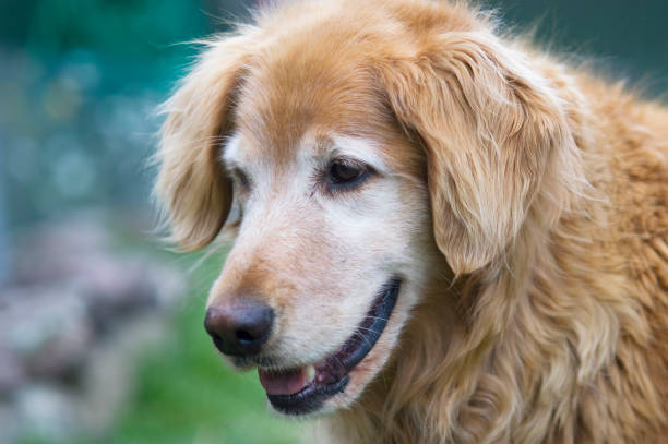 istock Mature Golden Retriever 157637274