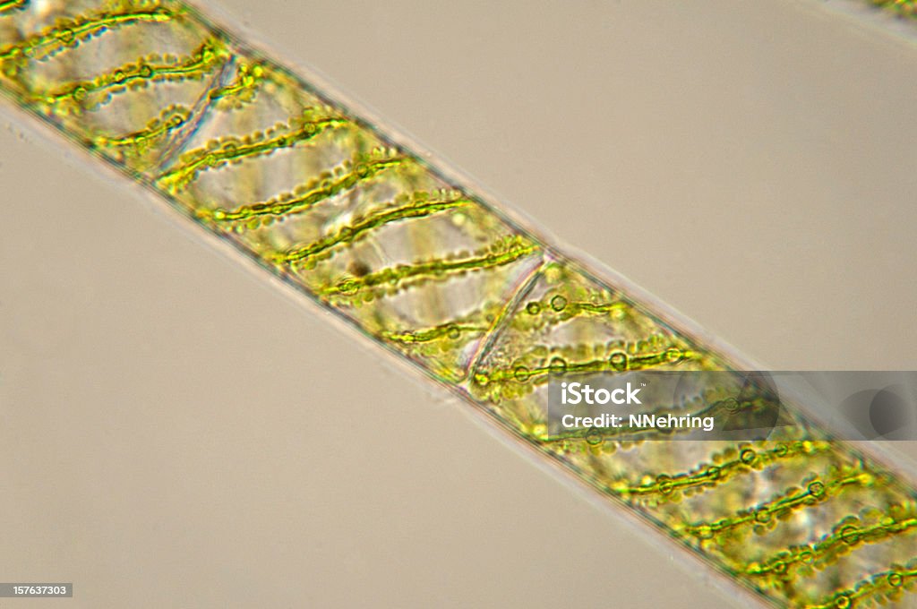 Spirogyra водоросли-исследовательская микрофотография - Стоковые фото Spirogyra роялти-фри