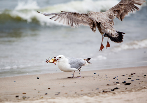 Seagull capture the crab.