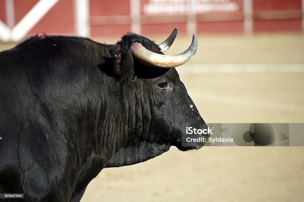 Bull - Foto stock royalty-free di Corrida