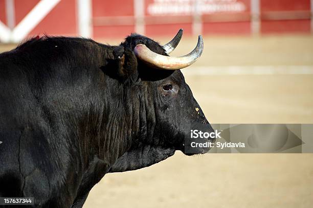 Bull - Fotografie stock e altre immagini di Corrida - Corrida, Toro - Bovino, Ambientazione esterna