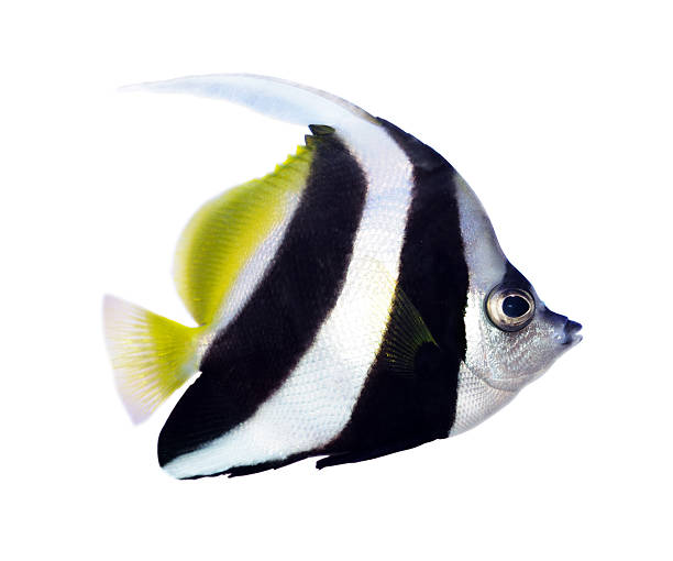 리프 두동가리돔 - tropical fish saltwater fish butterflyfish fish 뉴스 사진 이미지