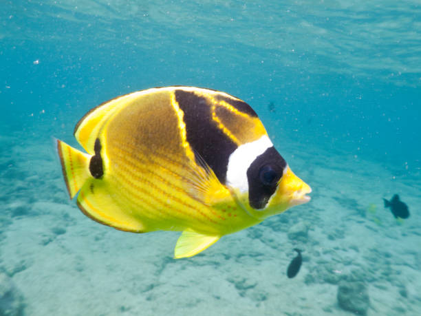 istock Raccoon Fish Close-up 157637435