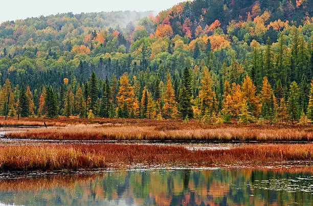 Photo of Algonquin Forest and Wetland