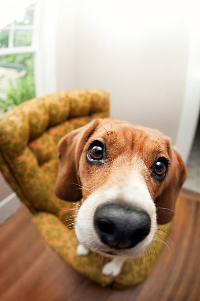 Begging Beagle Dog Fisheye A fisheye view of a cute beagle dog making a begging face at the camera.  Vertical with copy space. snout stock pictures, royalty-free photos & images
