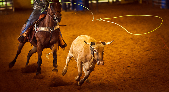 rodeo roping, steer about to be rope - vignette added for mood.