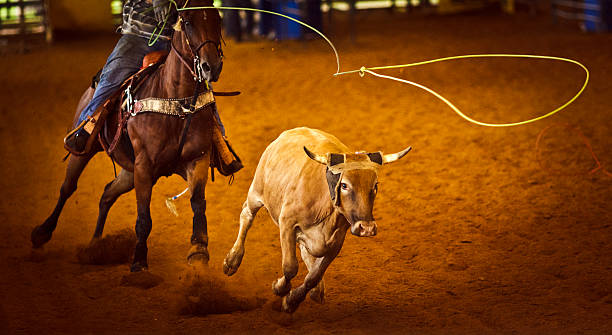 Rodeo Team roping rodeo roping, steer about to be rope - vignette added for mood. corral stock pictures, royalty-free photos & images