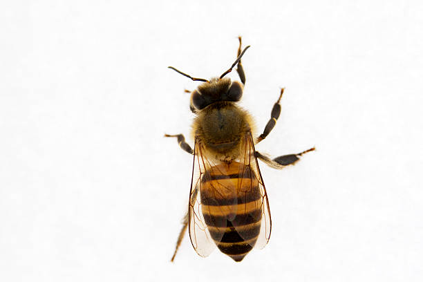 abelha em fundo branco - close up touching animal antenna imagens e fotografias de stock