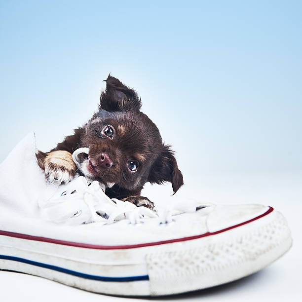 Cute Chihuahua Shoes Cute Chihuahua Shoes