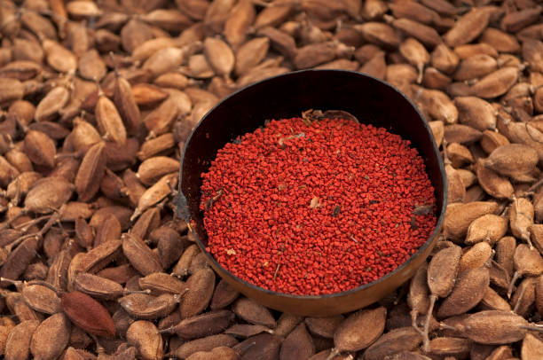 Bixa Orellana annatto rainforest seeds  colouring stock pictures, royalty-free photos & images