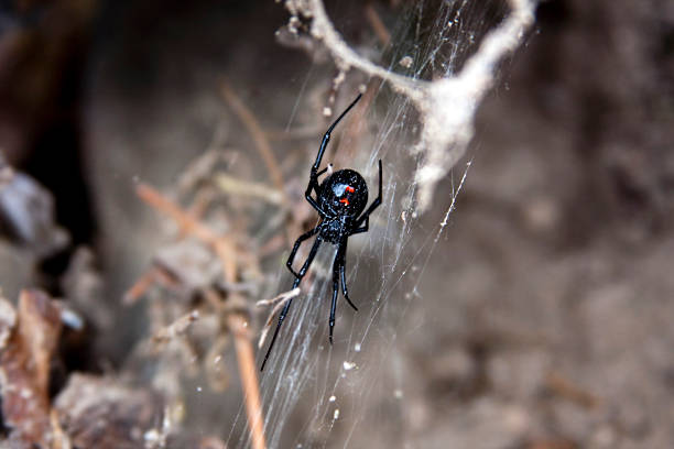 Black Widow Spider  black widow spider photos stock pictures, royalty-free photos & images