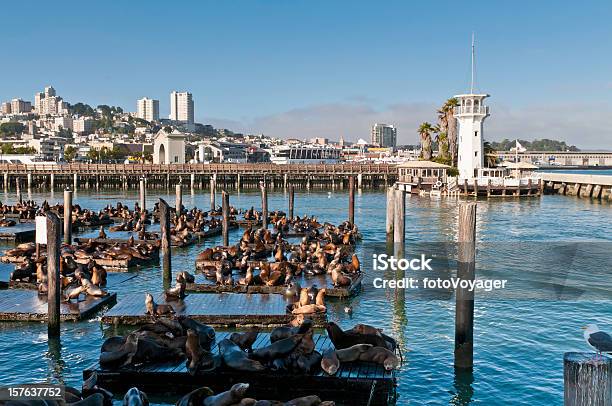 Photo libre de droit de San Francisco Fishermans Wharf Sea Lion Colony Phare Du Port En Californie banque d'images et plus d'images libres de droit de San Francisco - Californie