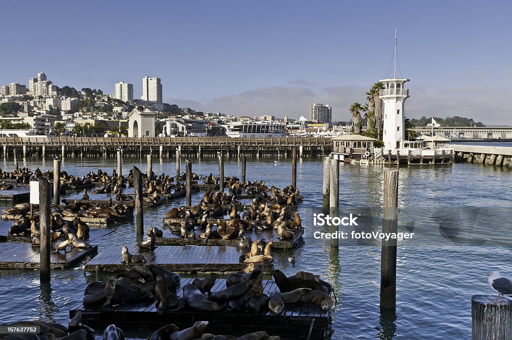 샌프란시스코 피셔맨즈 워프 바다사자 무리 옆을 잔점박이 등대 애니조나 - 로열티 프리 샌프란시스코-캘리포니아 스톡 사진