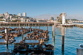 San Francisco Fisherman's Wharf sea lion colony harbor lighthouse California