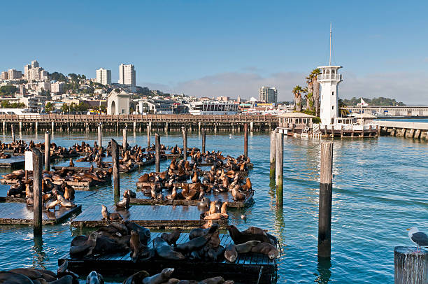 San Francisco Fisherman's Wharf sea lion colony harbor lighthouse California  aquatic mammal stock pictures, royalty-free photos & images