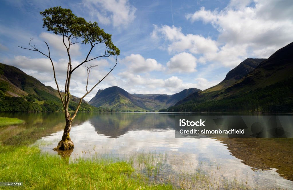 Lone Tree At Buttermere A solitary tree at the side of Lake Buttermere in the English Lake District. English Lake District Stock Photo