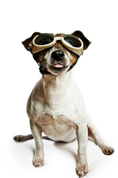 istock Cute Jack Russell Terrier with Cool Sunglasses 157638036