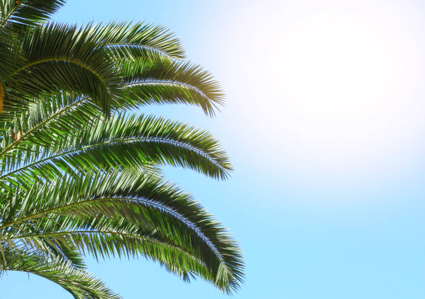 istock Green palm leaves against the sky 1576381561