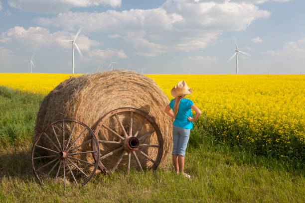 turbina wiatrowa - manitoba canada prairie canola zdjęcia i obrazy z banku zdjęć