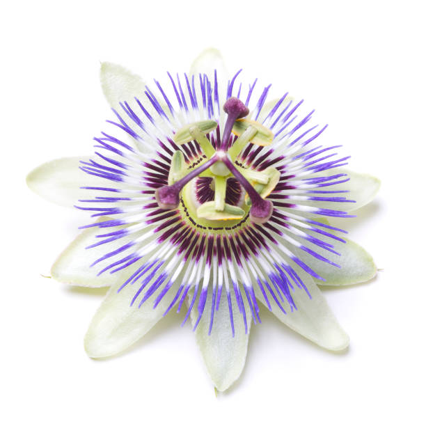 istock The flower of passion Passiflora 157638267