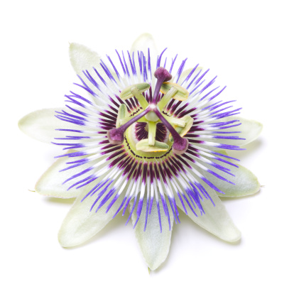 Passion flower on white ground. Shallow focus.