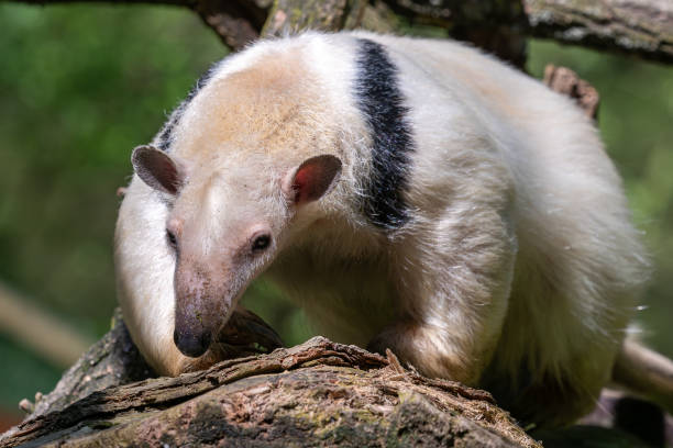 枝の南タマンドゥア。タマンドゥアテトラダクティラ - southern tamandua ストックフォトと画像