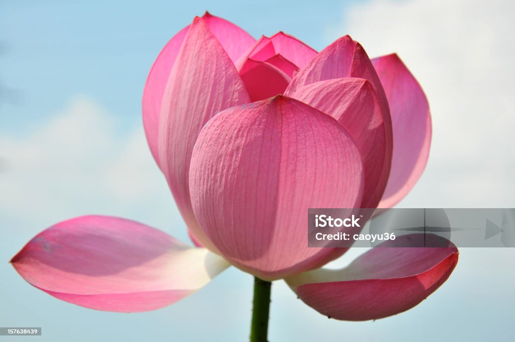 Primo piano di rosa Fiore di loto - Foto stock royalty-free di Asia