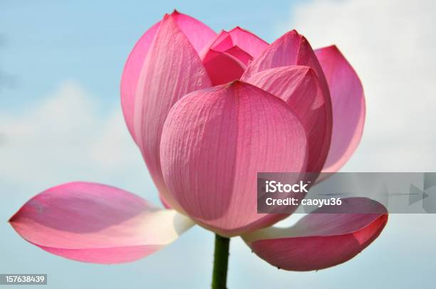 Primo Piano Di Rosa Fiore Di Loto - Fotografie stock e altre immagini di Asia - Asia, Basso - Posizione descrittiva, Bellezza naturale