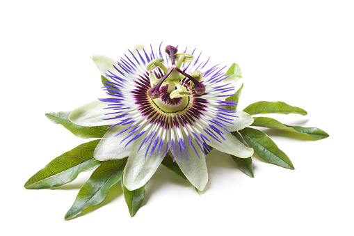 Passion flower with leafs on white ground. Shallow focus.