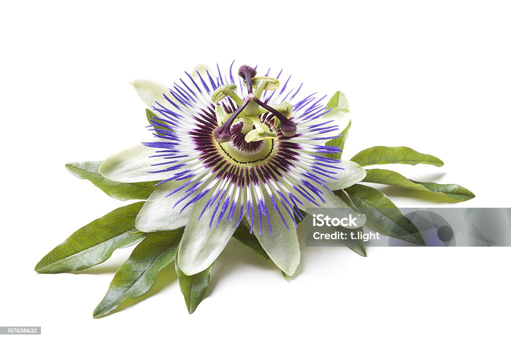 Passion flower (Passiflora) Passion flower with leafs on white ground. Shallow focus. Passion Flower Stock Photo