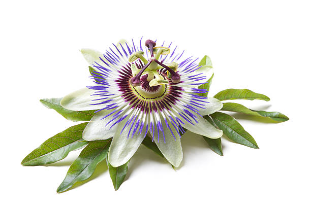 Passion flower (Passiflora) Passion flower with leafs on white ground. Shallow focus. passion flower stock pictures, royalty-free photos & images