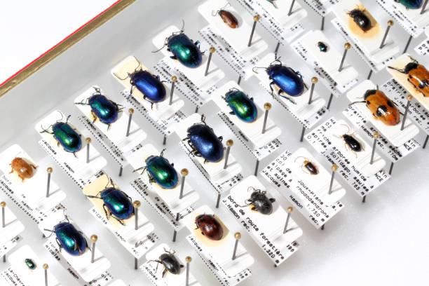Beetle collection Jewel beetle collection, beautiful colors of tiny jewel beetles taxonomy stock pictures, royalty-free photos & images