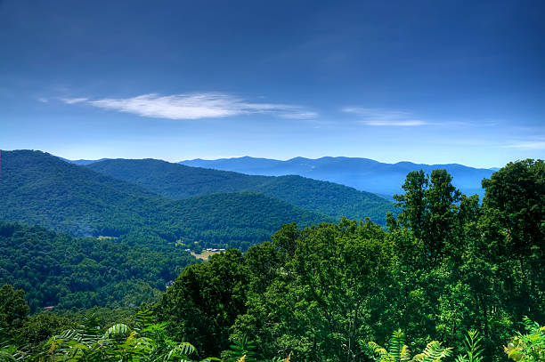 Lush green trees on the Blue Ridge Mountains