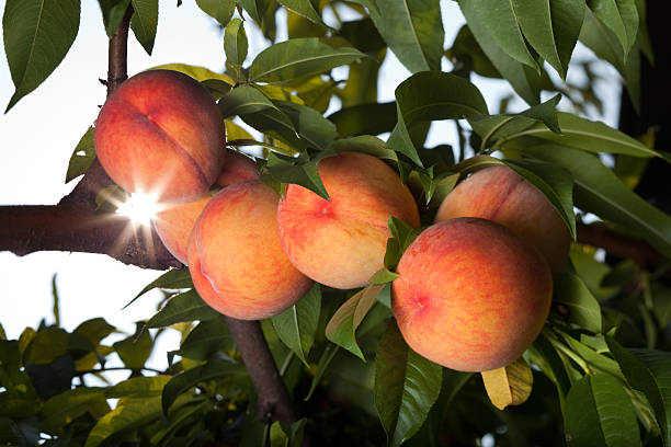 Juicy red peaches ripen on the tree  nectarine stock pictures, royalty-free photos & images