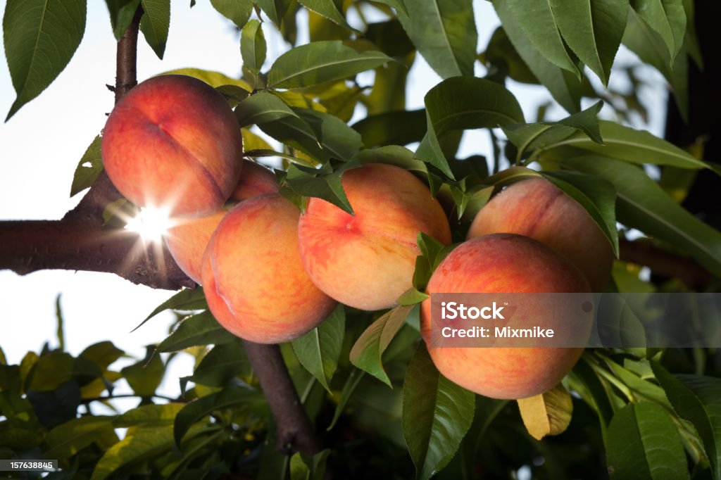 Сочный красный peaches ripen на дереве - Стоковые фото Персиковое дерево роялти-фри