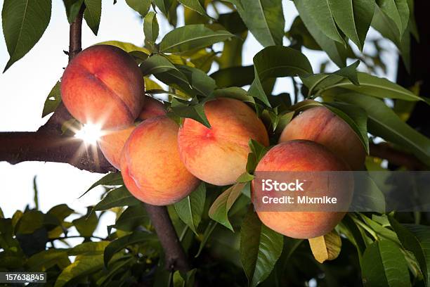 Сочный Красный Peaches Ripen На Дереве — стоковые фотографии и другие картинки Персиковое дерево - Персиковое дерево, Нектарин, Дерево