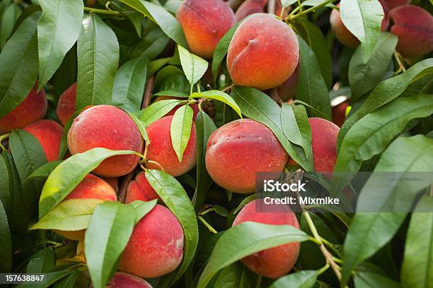 육즙이 레드 Peaches Ripen 트리의 개체 그룹에 대한 스톡 사진 및 기타 이미지 - 개체 그룹, 과일, 나무