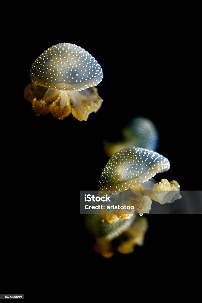 White Spotted Jellyfish w czarnej wody - Zbiór zdjęć royalty-free (Biały Dropiaty Jellyfish)