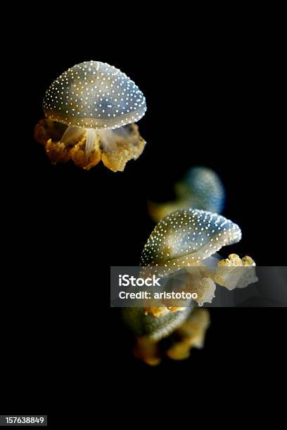 White Spotted Jellyfish W Czarnej Wody - zdjęcia stockowe i więcej obrazów Biały Dropiaty Jellyfish - Biały Dropiaty Jellyfish, Bez ludzi, Bezkręgowce