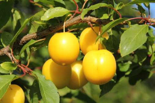 Ripe Yellow Mirabelle Prunus cerasifera plums on tree.