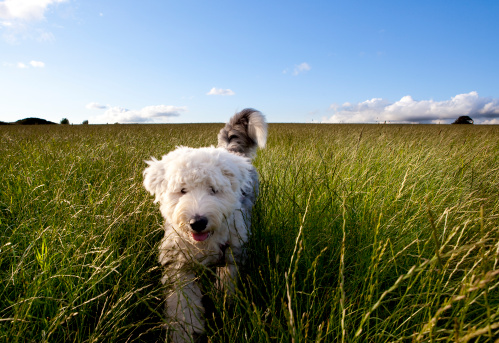puppy bounding across a field