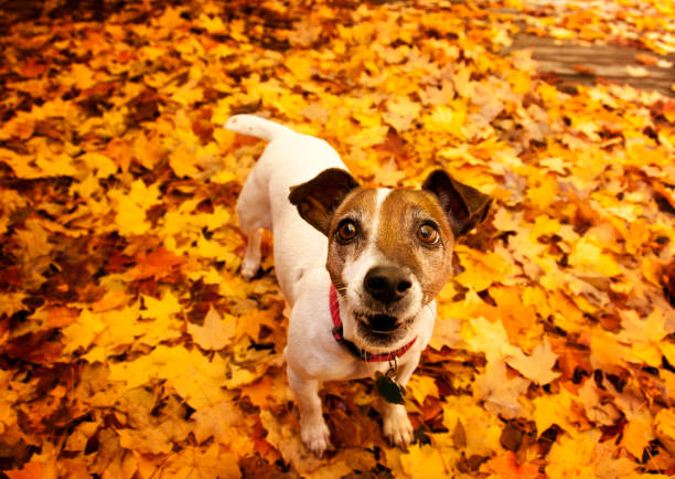 istock Dog in Autumn leaves 157639006