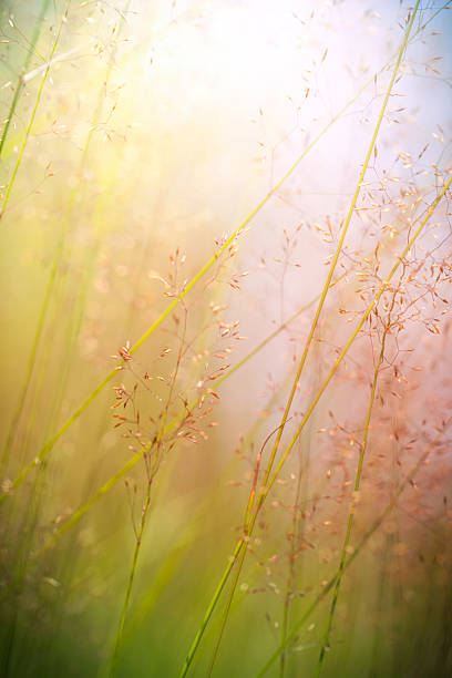 실루엣 야생화 있는 동안 메도 썬라이즈 또는 해질녘까지 - wildflower vibrant color outdoors full frame 뉴스 사진 이미지