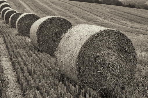 Harvest Time in Vaud, Switerland
