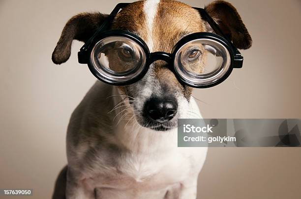 Photo libre de droit de Grave Chien Avec Lunettes Geek banque d'images et plus d'images libres de droit de Animaux de compagnie - Animaux de compagnie, Assis, Cadrage aux genoux