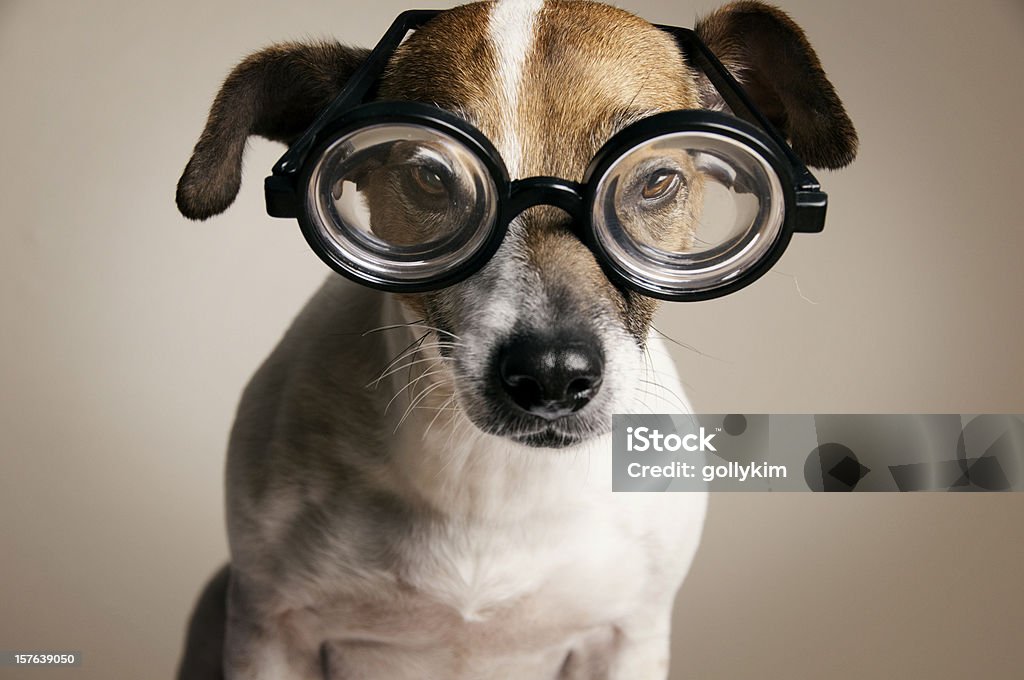 Poważne pies z okulary-to - Zbiór zdjęć royalty-free (Bez ludzi)