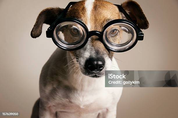 Poważne Pies Z Okularyto - zdjęcia stockowe i więcej obrazów Bez ludzi - Bez ludzi, Fajny, Fotografika