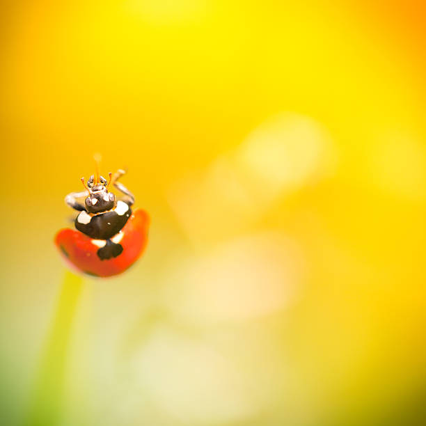 istock Ladybug walking on stem of wildflower during sunset 157639095