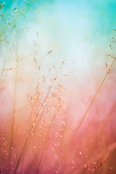 シルエットの花の牧草地での日の出または日没 - nature flower macro summer ストックフォトと画像