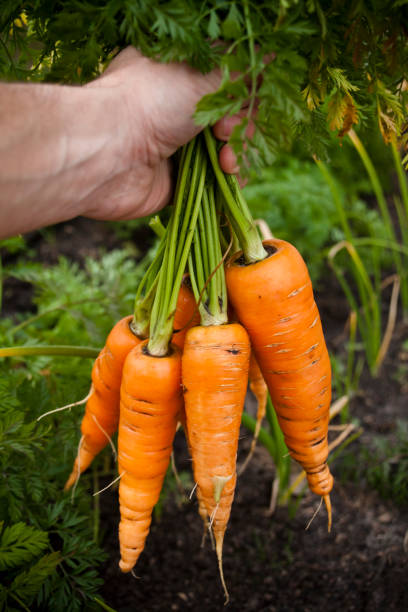 istock Hand full of fresh organic carrots. 157639165